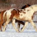 Tall, elegant, outstanding sport type – bai tobiano sabino