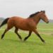 Bay Curly Mare ~Great Trail Horse~ More Potential