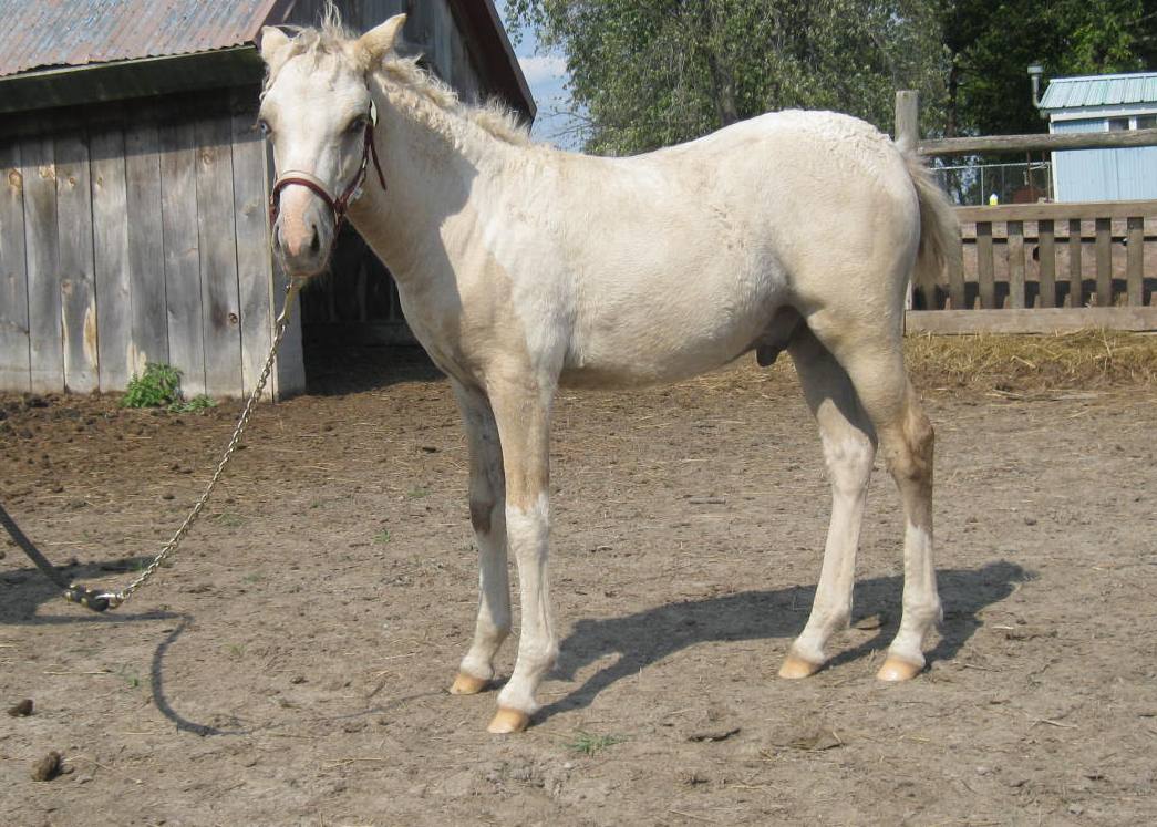 2012 Stunning Buttermilk Silver Buckskin Tobiano Curly Pony Stallion