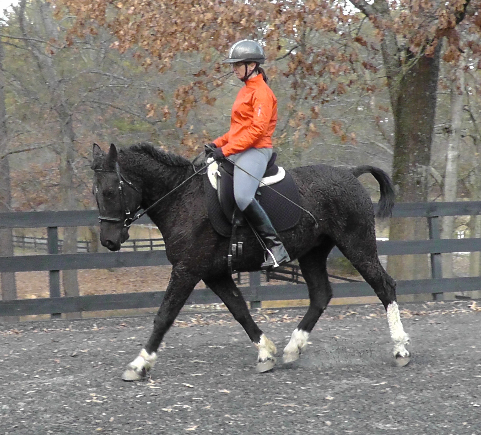 Curly: Great All-Around horse!
