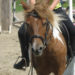 cinnamon