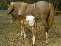 Very Tall Gentle Curly Mare