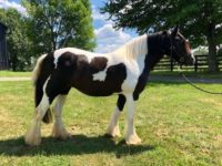 trained gypsy vanner horse trained gypsy vanner horse
