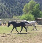 2018 Curly/TB mare – varnish roan appy colouring