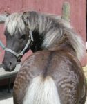 Curly pony stallion – mini bred