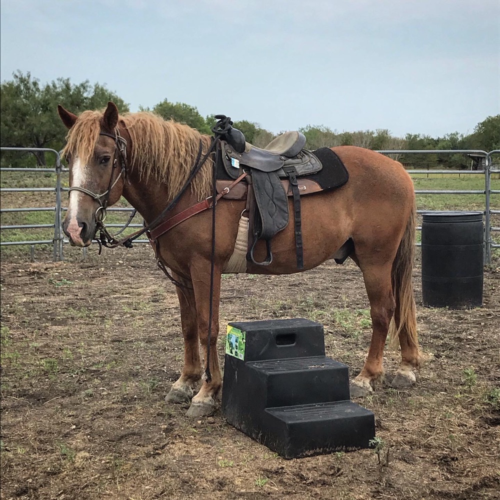 Ad Categories Curly Horses for Sale or Lease