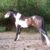 Medieval Charger TB x Shire mare