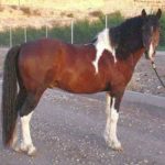Smooth Gaited Curly Fox Trotter Stallion -$400
