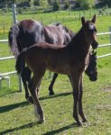 Outstanding Curly Sport horse filly