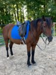 7 year old registered gelding(Priced Reduced)