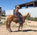 Curly Fox Trotter Mare in Foal to HZ Curly Stallion