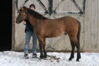 Handsome Curly Stud Colt – New Pictures!