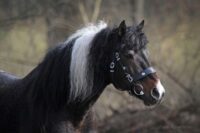 breeding stallion – Damele line with Curly Jim and Spartacus