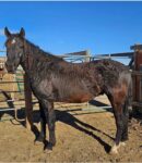 Curly Mustang Gelding 4yrs old
