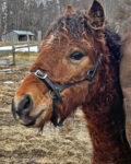 Handsome well bred Curly Colt