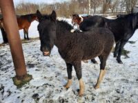 damele colt upcoming breeding stallion usable for all disciplines