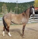 Grulla/appy smooth coat Curly mare