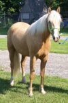 Curly Foxtrotter Mare