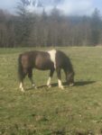 6 year old Smokey Dun Tobiano Stud