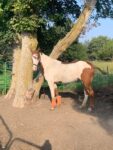 PENDING 2020 Homozygous for Curl Overo Curly Warmblood Mare