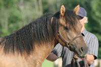 Handsome Curly Yearling Colt