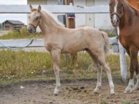 Very special, SMOOTH CURLY German Riding Pony