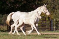 Cremello Broodmare