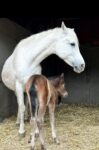 Lovely long yearling smooth coat gelding