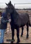 Percheron Curly