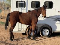 MFT Curly Mare, Homozygous for Curls and Agouti!