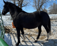Broodmare (broke to ride)