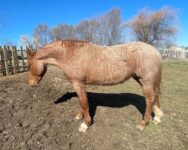 Curly mustang mare