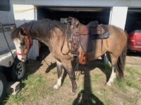 11-year-old SP6 Nongaited Riding Mare