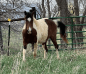 Cookies: SP6 Gaited Tobiano Mare in Foal, 6 Years