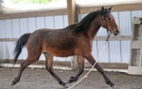 gorgeous all bay Curly Sport Filly