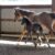 piper colt indoor7