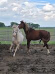 7 Yr old Double Registered Homozygous for curls stallion for sale