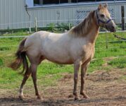 Spectacular Amber Champagne Pony broodmare