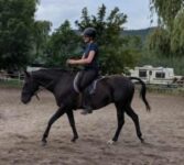 Curly/TB/Appaloosa mare