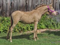 Spectacular Champagne Curly Pony filly