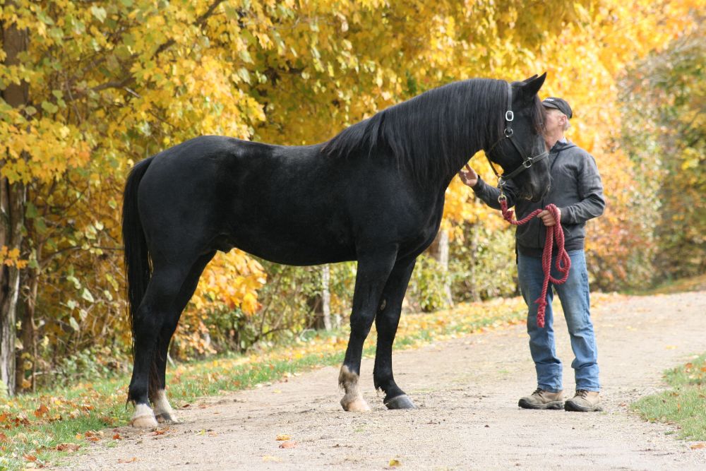 Carbonado - October 2023 - 04