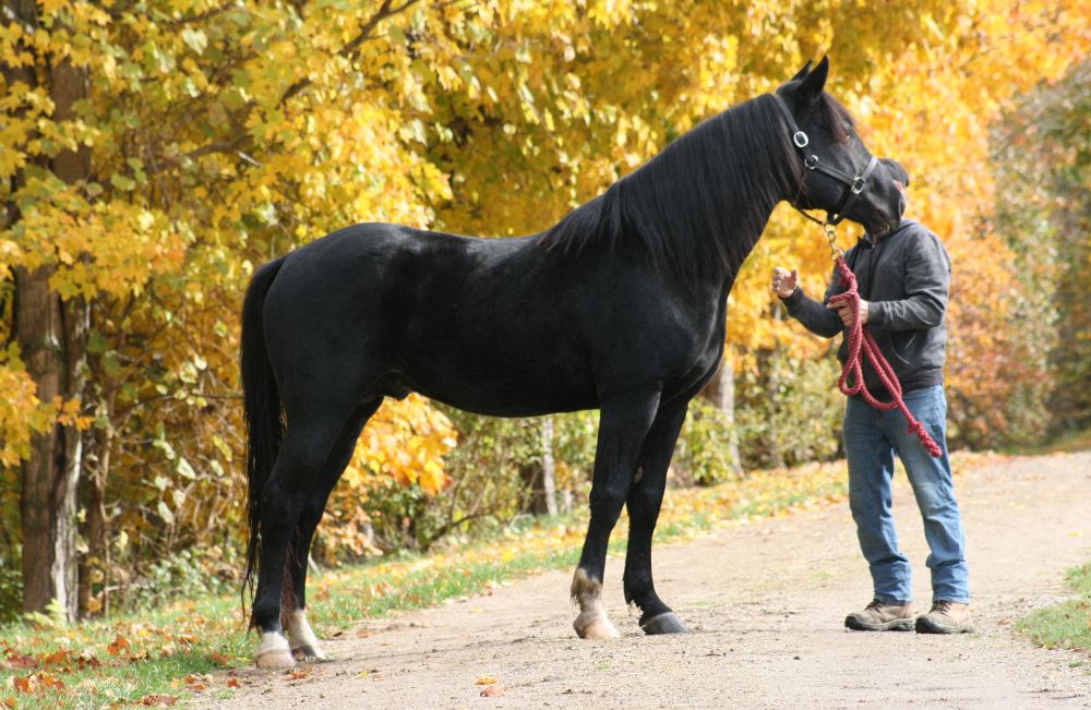 Carbonado - October 2023 - 03