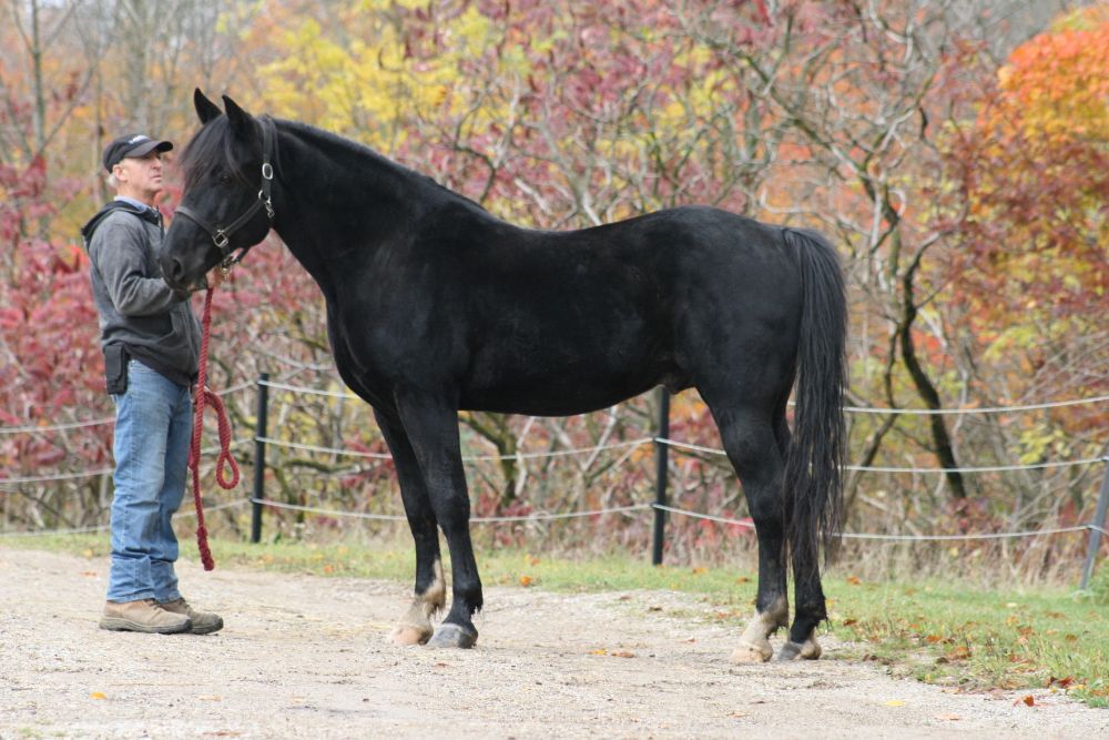 Carbonado - October 2023 - 05