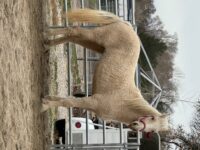 Registered 4-Year-Old Palomino Curly Missouri Fox Trotter Mare – 14.2hh+