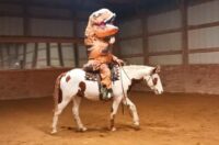 Well broke, exposed, and confident Trail/Trick/Performance Gelding