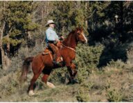 Curly Missouri Fox Trotter Curly Missouri Fox Trotter
