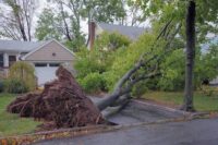 Stump grinding service near me | Domino Tree Service