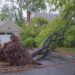 Domino Tree Service (6)