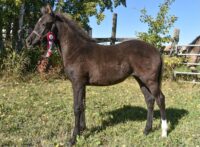 2026 German Riding Pony / Smooth Curly – Smoky Black Filly